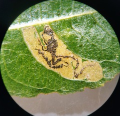 Stigmella salicis