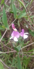 Lathyrus magellanicus