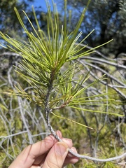 Pinus cembroides