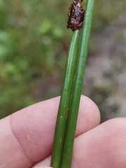 Eleocharis palustris