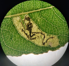 Stigmella salicis