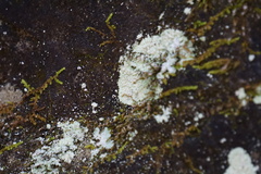 Lecanora thysanophora