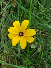 Rudbeckiinae
