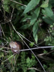 Planorbella trivolvis