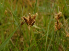 Bolboschoenus maritimus