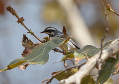 Setophaga nigrescens