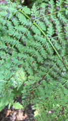 Dryopteris intermedia