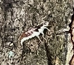 Chrysoperla rufilabris