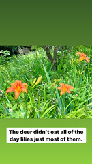 Hemerocallis