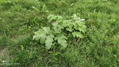 Heracleum sosnowskyi