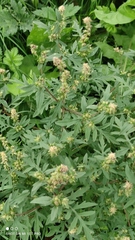 Ambrosia artemisiifolia