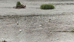 Chroicocephalus ridibundus