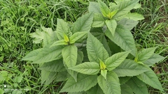 Helianthus tuberosus