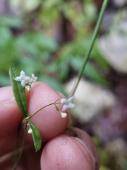 Galium laevigatum