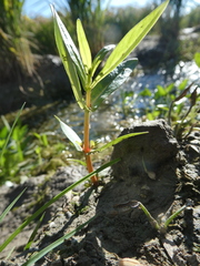 Epilobium tetragonum