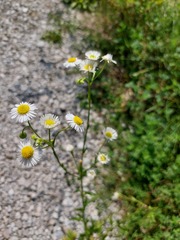 Erigeron annuus
