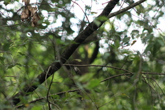 Lampornis clemenciae