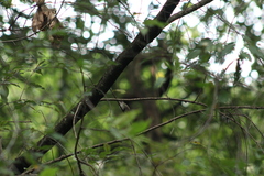 Lampornis clemenciae