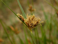 Bolboschoenus maritimus