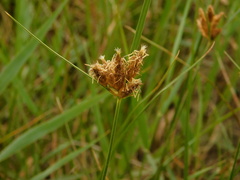 Bolboschoenus maritimus