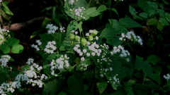 Schizomyia eupatoriflorae