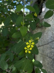 Callaeum macropterum