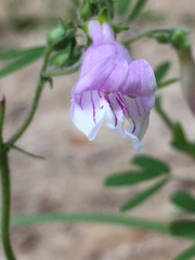 Penstemon australis