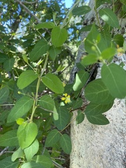 Callaeum macropterum