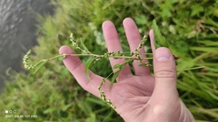 Persicaria hydropiper