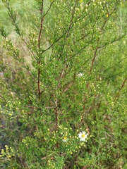 Symphyotrichum pilosum