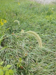 Setaria faberi