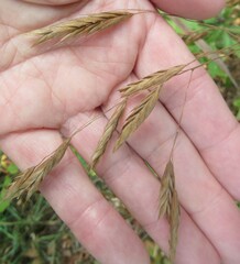 Bromus ciliatus