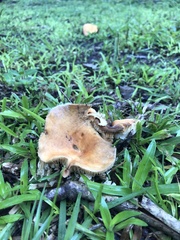 Lactifluus hygrophoroides