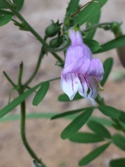 Penstemon australis