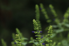 Salvia mexicana