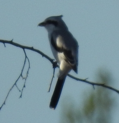 Lanius excubitor
