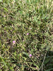 Kummerowia stipulacea