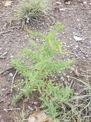 Bassia scoparia