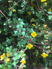 Chaetolepis microphylla