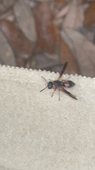 Pachodynerus erynnis