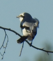 Lanius excubitor