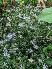 Symphyotrichum hallii