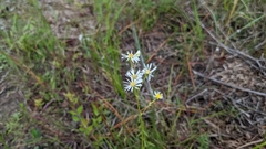 Erigeron vernus