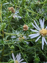 Symphyotrichum hallii