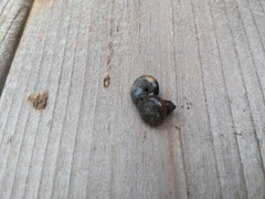 Oxychilus draparnaudi