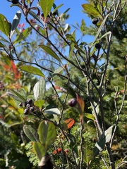 Aronia