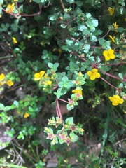 Chaetolepis microphylla
