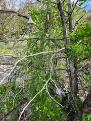 Ipomoea lindheimeri