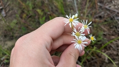Erigeron vernus