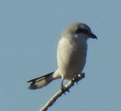 Lanius excubitor